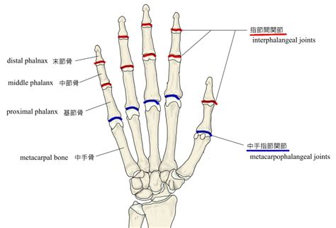 骨節手|【基礎から学ぶ】手の関節【解剖学】